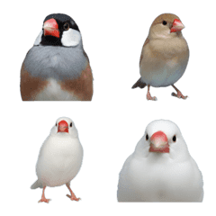 Java sparrow!