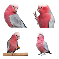 Galah