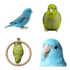 Pacific Parrotlet !