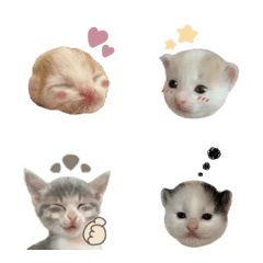 6cat.emoji