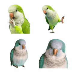 Monk Parakeet