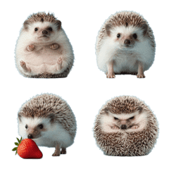 pygmy hedgehog