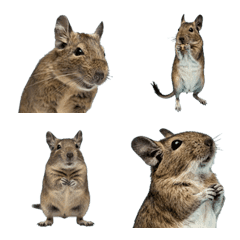 degu !