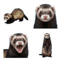 ferret !