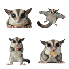 Sugar glider !