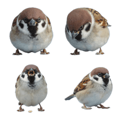 Sparrows