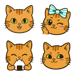 一隻棕色虎斑貓★表情豐富