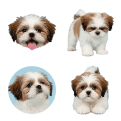 Shih Tzu puppy