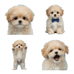 Tiny Teacup Poodle (cream)