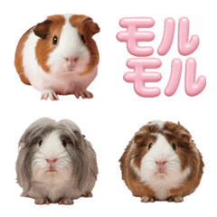 Sweet Guinea Pig Friends