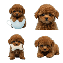 Tiny Teacup Poodle (red)