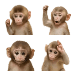 Piktogram monyet yang mudah digunakan