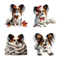 かわいい表情＆しぐさいっぱいのパピヨン