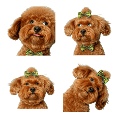 Fluffy Toy Poodle !