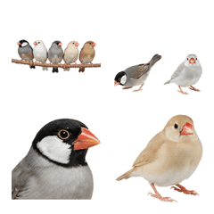 Java sparrow realistic emojis
