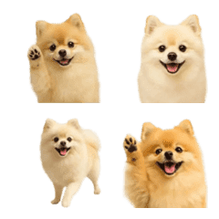 Realistic Pomeranian
