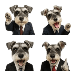 Realistic Suit Miniature Schnauzer