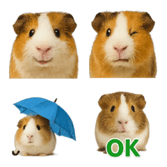 Realistic Guinea pig2