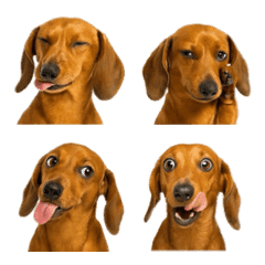 ดัชชุนด์ที่สมจริง