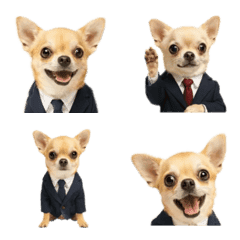 ชุดชิวาวาที่สมจริง