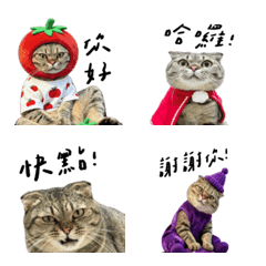 球球的可愛表情#1