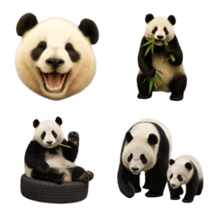 パンダ好きさんの♩絵文字