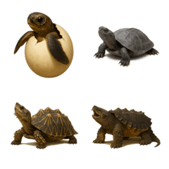 A collection of cute turtles
