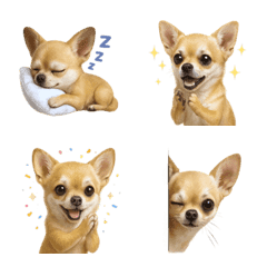 น่ารัก! อิโมจิชิวาวา