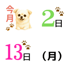 Tiny Chihuahua Daily Schedule