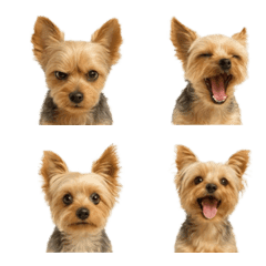 ยอร์คเชียร์เทอร์เรียที่สมจริง