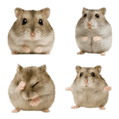 หนูแฮมสเตอร์ Dzungarian ที่สมจริง