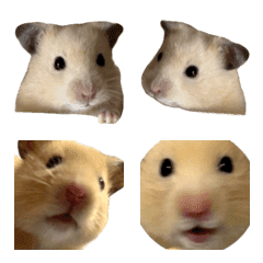 hamster. hamster
