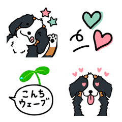 バーニーズマウンテンドッグ　森くん