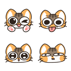 calico cat daily
