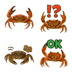 Realistic Crab1
