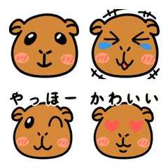 Moving! Brown guinea pig