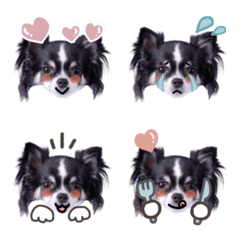 I'm PINO チワワのピノちゃん