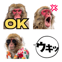 Reactions of Japanese Monkeys