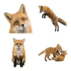 สุนัขจิ้งจอกฮอกไกโด ถ่ายภาพจริง