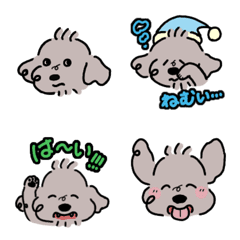 Japanese black toy poodle