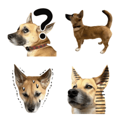 うちの犬の絵文字です