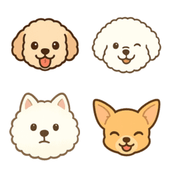 Maltipoo Chihuahua Bichon Frise Samoyed