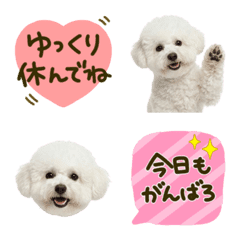 Toy Poodle Sweet Daily Emojis