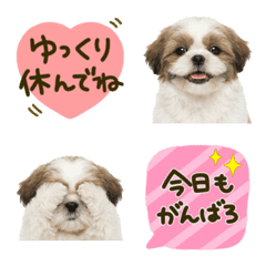 Shih Tzu Daily Care Emojis