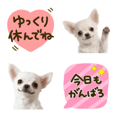 Chihuahua Daily Care Emojis