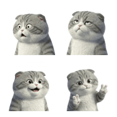 Sassy gray tabby cat