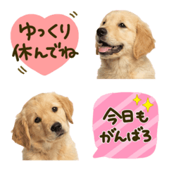 Golden Retriever Daily Care Emojis