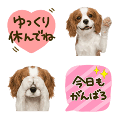 Cavalier Daily Care Emojis