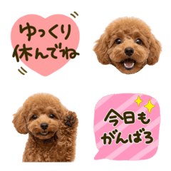 Toy Poodle Daily Kindness  Emojis