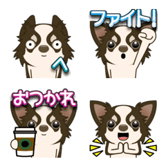 Chocotan&cream longcoat chihuahua